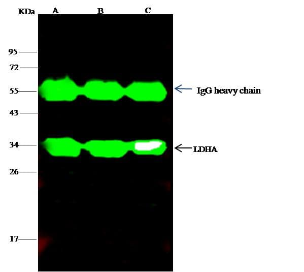 Polyclonal Rabbit anti-Rat LDHA / LDH1 Antibody (Preservative Free, WB)