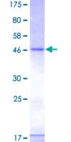Human CD83 Protein (Recombinant GST)