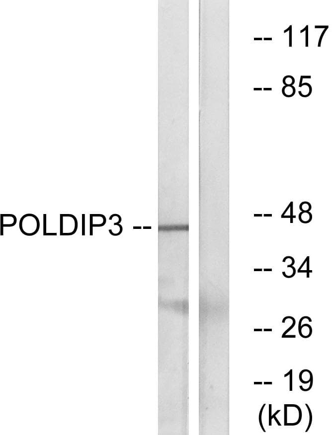 POLDIP3 / p46 Antibody