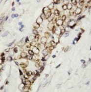 Lamin B Antibody (aa570-586)