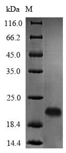 Bacillus subtilis luxS Protein (Recombinant 6His, N-terminus)