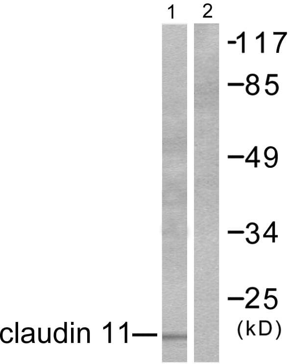 Polyclonal Rabbit anti-Human CLDN11 / Claudin 11 Antibody (WB)