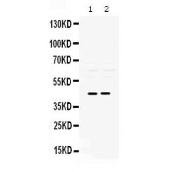 PAX2 Antibody (aa248-282)