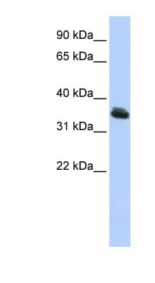 LHX3 Antibody (C-Terminus)
