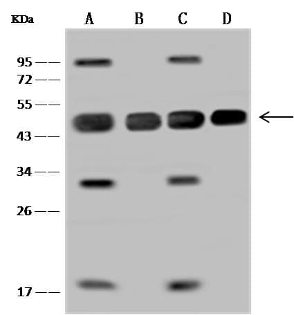 Polyclonal Rabbit anti-Human MAP2K2 / MKK2 / MEK2 Antibody (IF, WB)