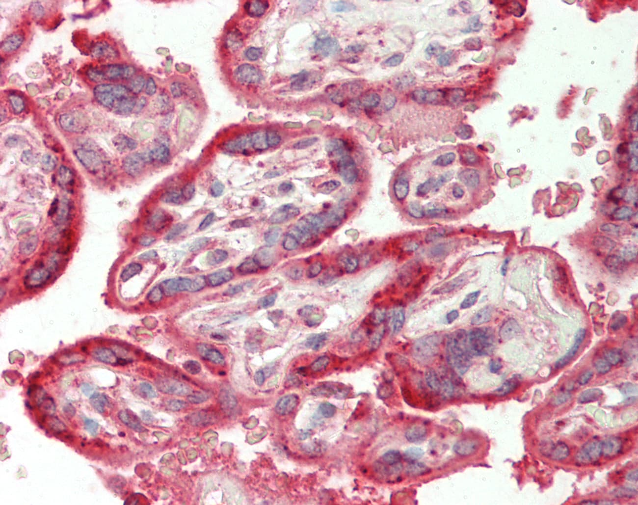 CARD10 / CARMA3 Antibody (aa601-650)