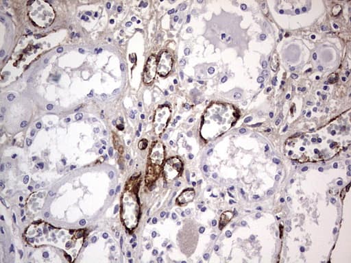 VWF / Von Willebrand Factor Antibody (aa764-1263, clone OTI7G3, Carrier-free)