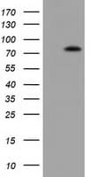 VWA5A Antibody (clone OTI3E6, Carrier-free)