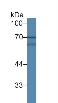 MAPK7 / ERK5 Antibody (aa560-793)