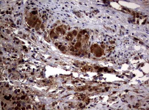 PSMA6 Antibody (clone UMAB102)