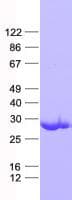 Human NRL Protein (Recombinant His, N-Terminal)