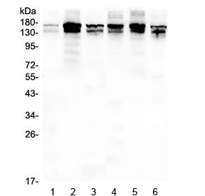 INPPL1 / SHIP2 Antibody