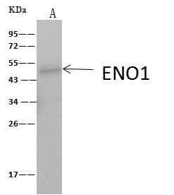 Polyclonal Rabbit anti-Human ENO1 / Alpha Enolase Antibody (Preservative Free, WB)
