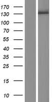 ZSWIM5 Protein (Over-Expression Lysate Myc-DDK (Flag))