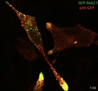 GFP Antibody