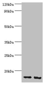 RBX1 / ROC1 Antibody (aa1-108)