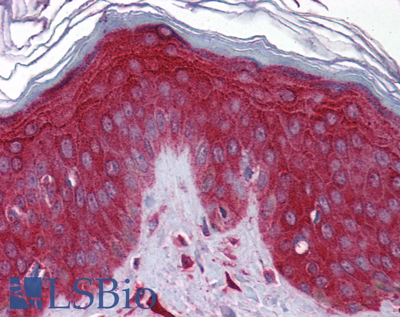 PPID / Cyclophilin D Antibody (aa71-120)