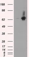 RIP1 / RALBP1 Antibody (clone OTI6G10)