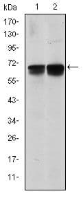 BLNK Antibody (clone 5G9)