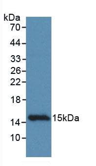 CCDC60 Antibody (aa127-236)