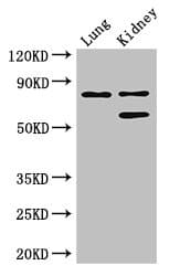 P3H2 / LEPREL1 Antibody