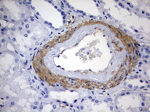 KLHL12 Antibody (aa177-405, clone OTI4E1)