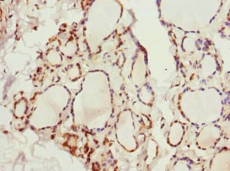 KCNA3 / Kv1.3 Antibody