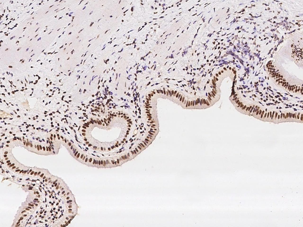 WDR33 Antibody