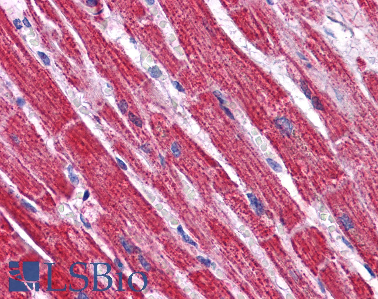 IHC-plus™ NDUFB9 Antibody