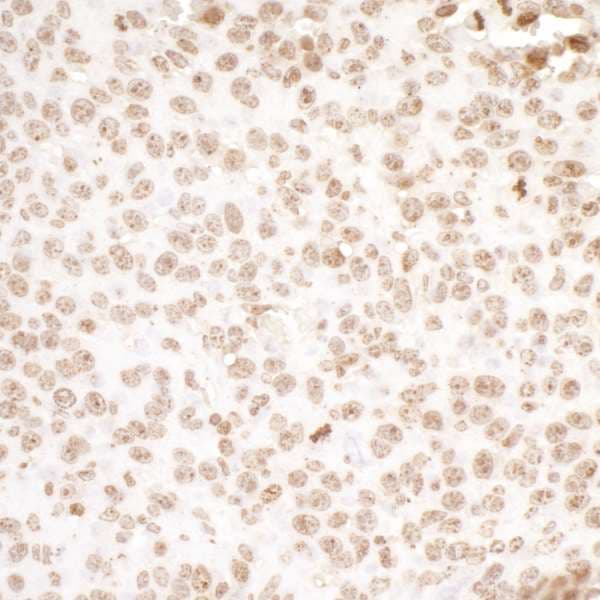 H2AFX / H2AX Antibody (C-Terminus)
