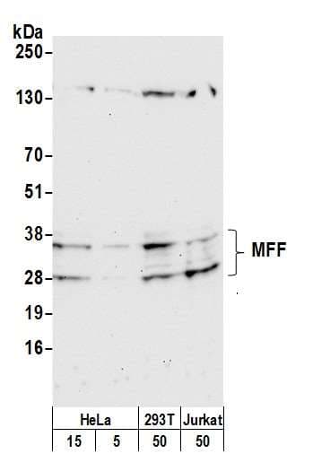 MFF Antibody (aa50-100)