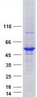 Human UBE2Q2 Protein (Recombinant Myc-DDK (Flag))