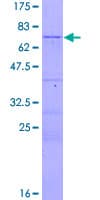 Human CENPJ / LAP Protein (Recombinant GST)