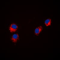 PXN / Paxillin Antibody (N-Terminus)
