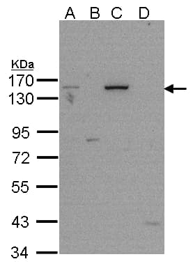 Polyclonal Rabbit anti-Human PARP1 Antibody (IF, WB)