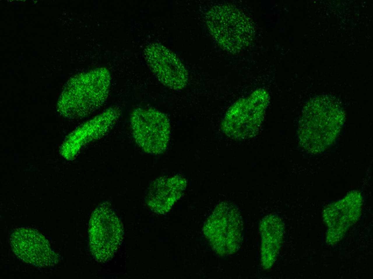 WDR77 / MEP50 Antibody (Preservative Free)