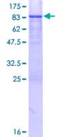Human MYCN / N-myc Protein (Recombinant GST)