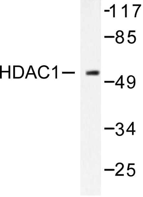 HDAC1 Antibody (Glu468)