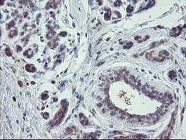 CHN1 Antibody (clone OTI2D10, Carrier-free)