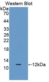 DEFB1 / BD-1 Antibody (aa22-69, Biotin)