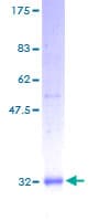 Human SCGB1A1 / Uteroglobin Protein (Recombinant GST)