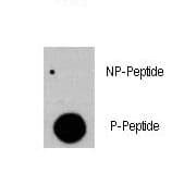 RAF1 / RAF Antibody (phospho-Tyr341)