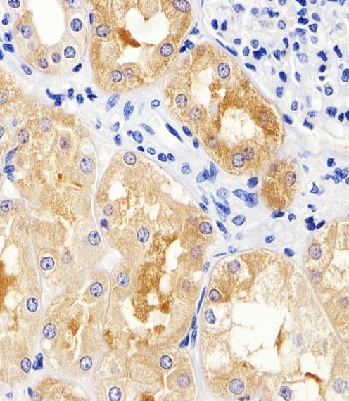 MAD2B / REV7 Antibody (aa198-231)