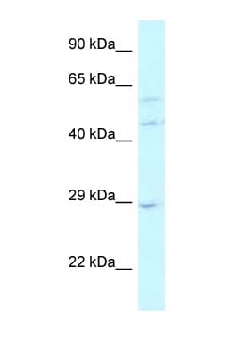 LSM14A Antibody (aa324-373)