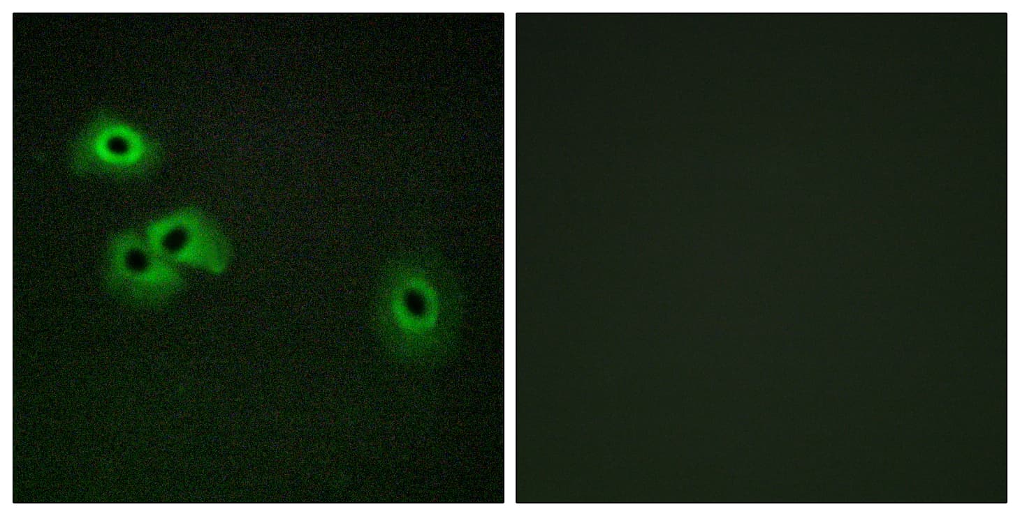 Calmodulin Antibody (phospho-Thr79)