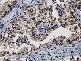NT5DC1 Antibody (clone OTI2A1)