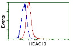 Monoclonal Mouse anti-Human HDAC10 Antibody (clone OTI5E2, IHC, WB)