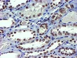USP7 / HAUSP Antibody (clone OTI1F12, Carrier-free)