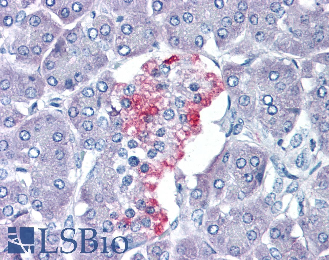 IHC-plus™ Polyclonal Rabbit anti-Human VGF Antibody (aa454-503, IHC, WB)