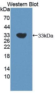 CNN2 Antibody (aa1-269)